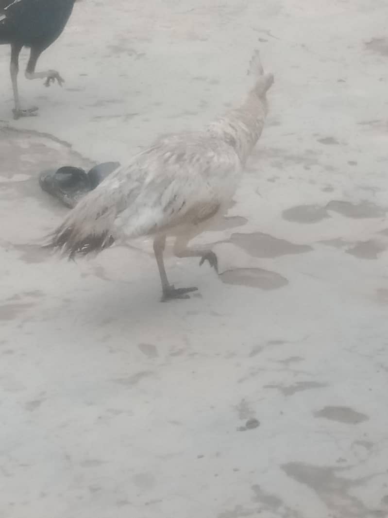 peacock 6