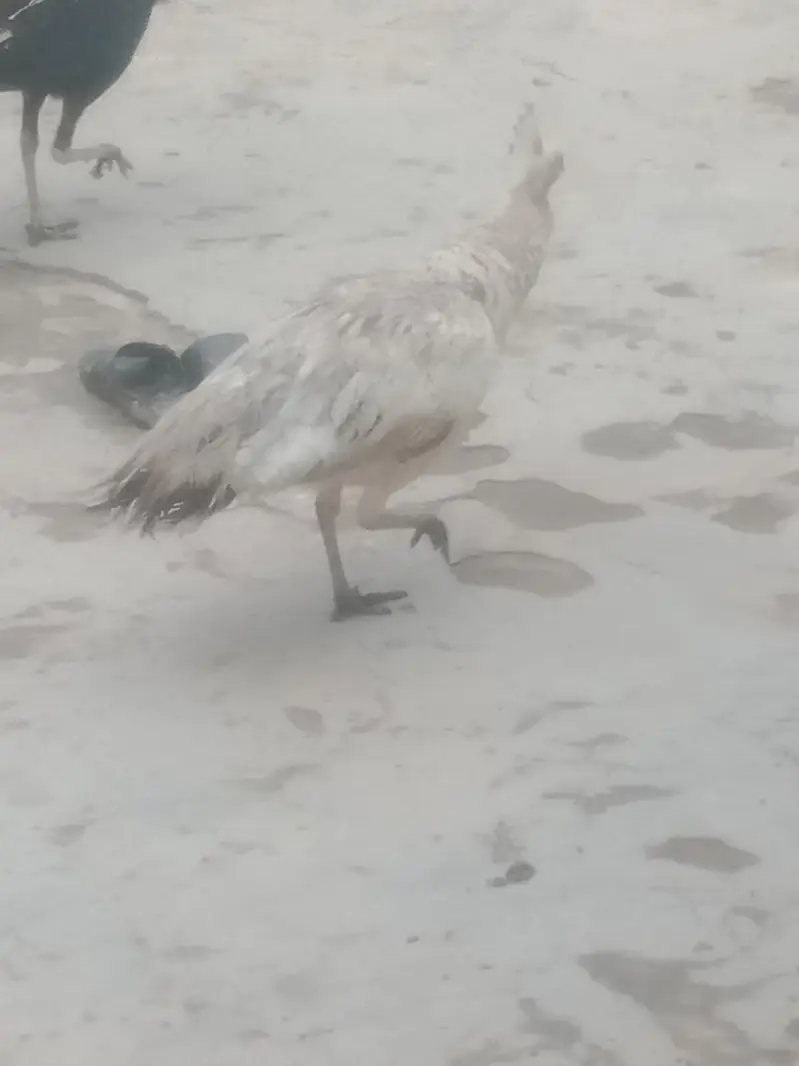 peacock — photo 7