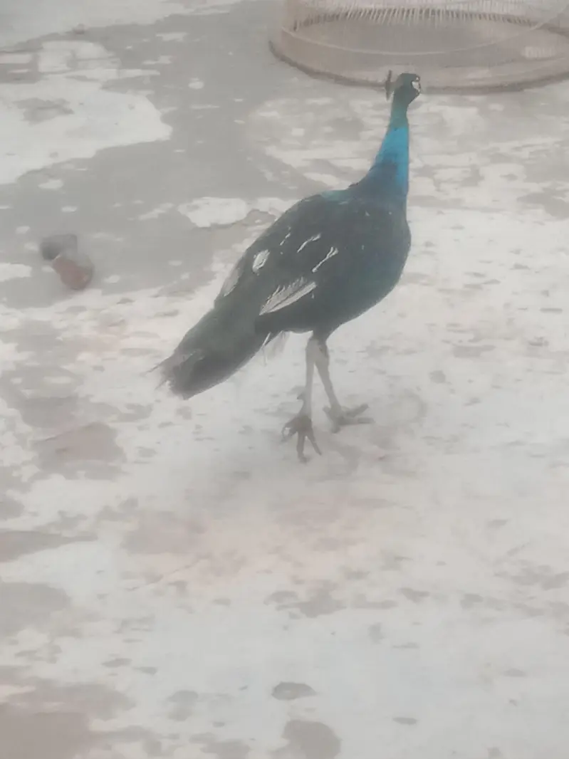 peacock — photo 8