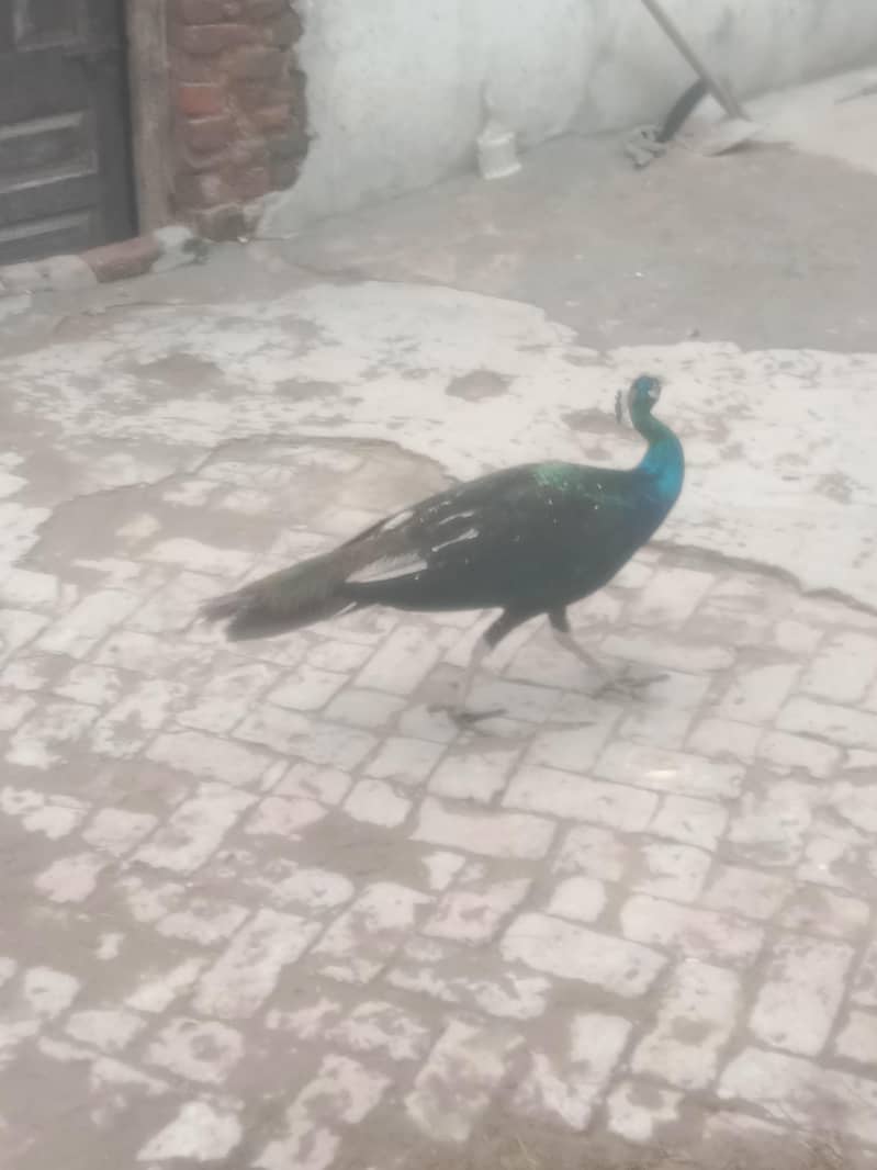peacock 8