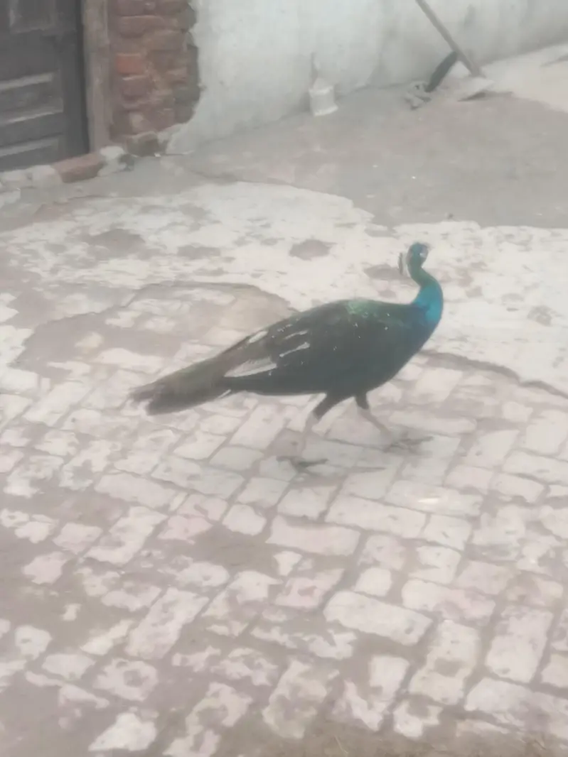 peacock — photo 9