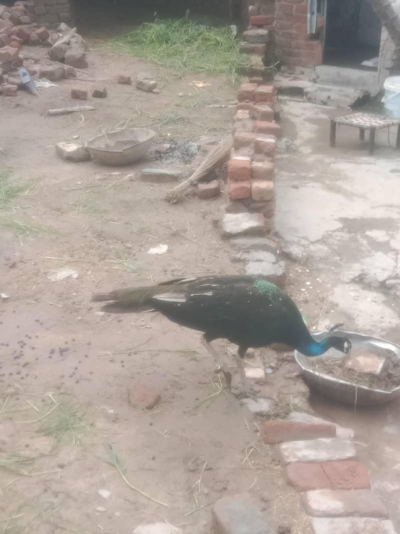 peacock 9