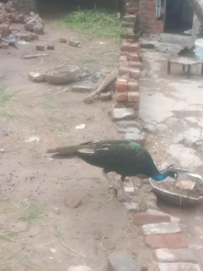peacock — photo 10
