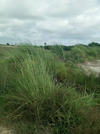 8 Acres Agriculture Land | On Road | Near Lait Stop, Gharo Sakro Highway | Close to Gharo City, Karachi