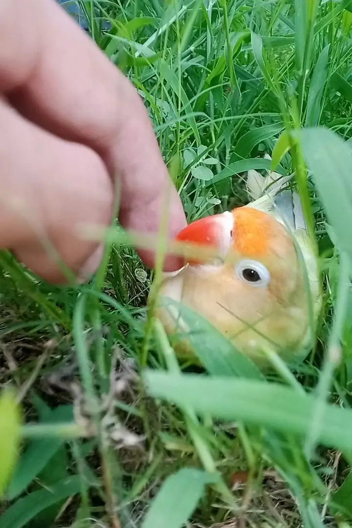 Love Bird and Budgie Parrot 100% Hand Tame — photo 5