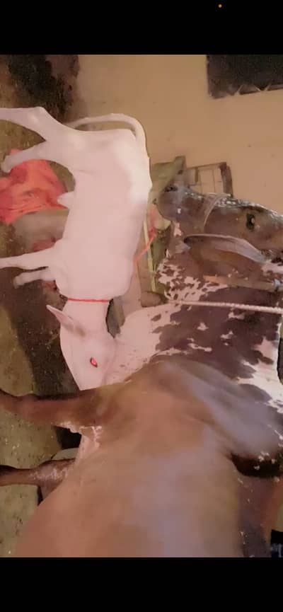 Cow for sale