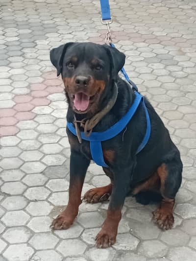 male for sale American radwaler