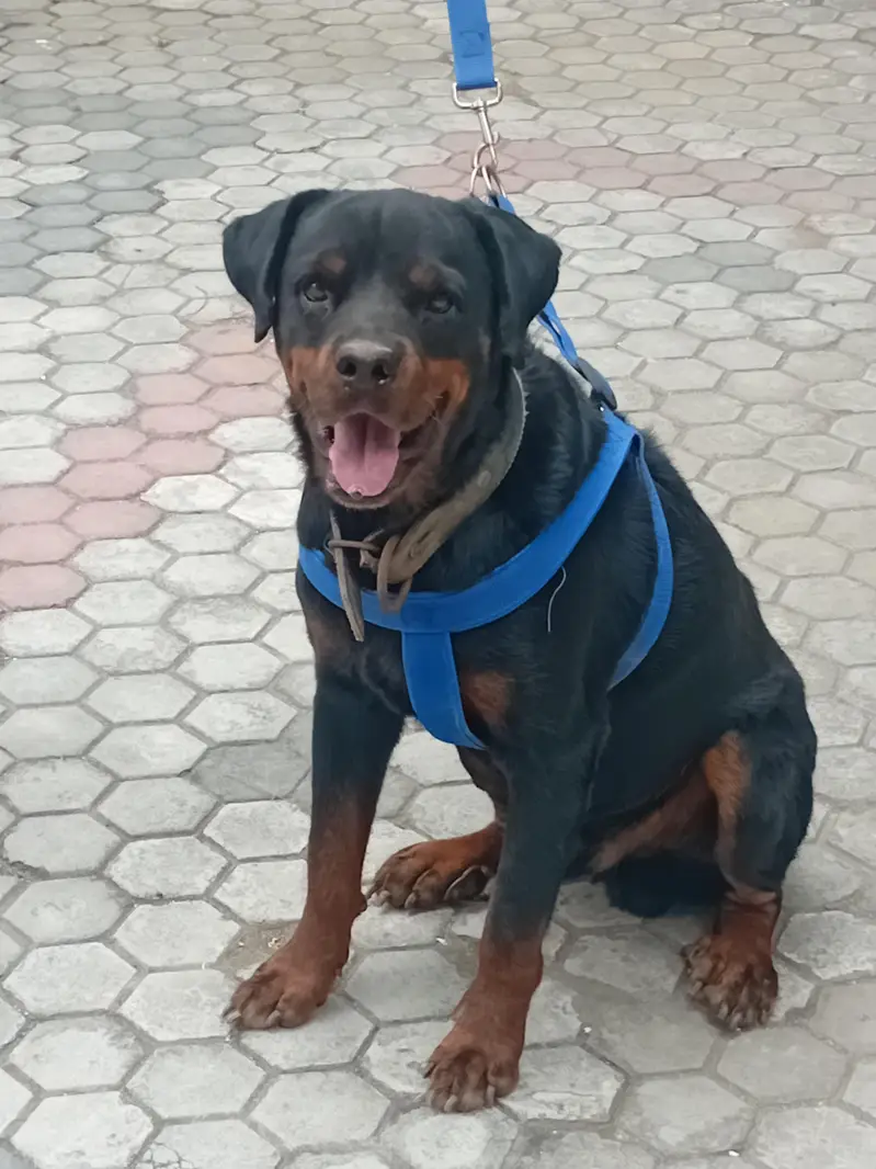 male for sale American radwaler