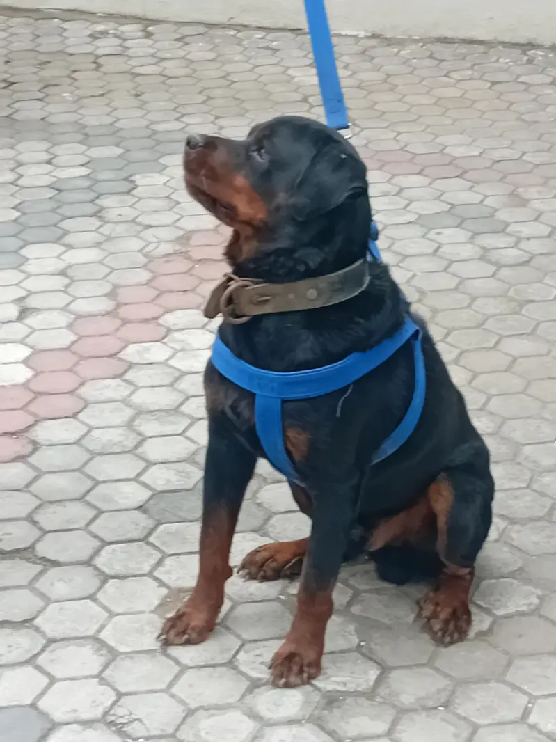 male for sale American radwaler — photo 3