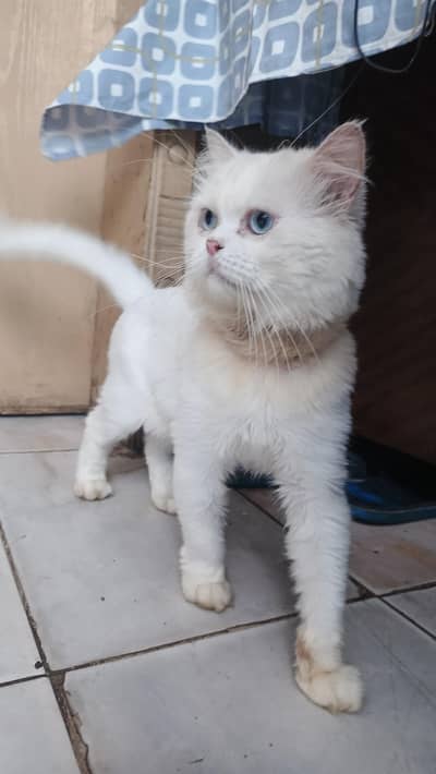 Persian Cat