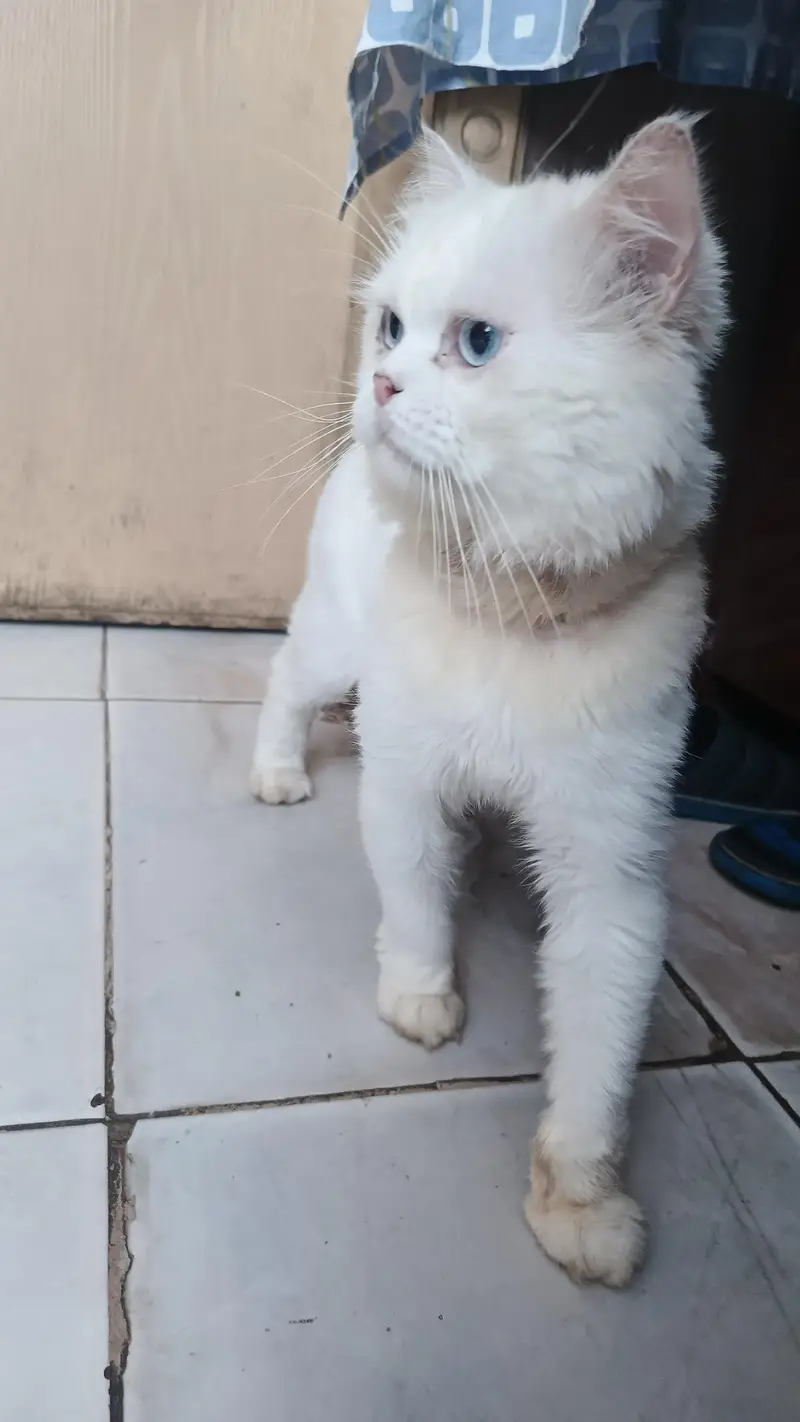Persian Cat — photo 2