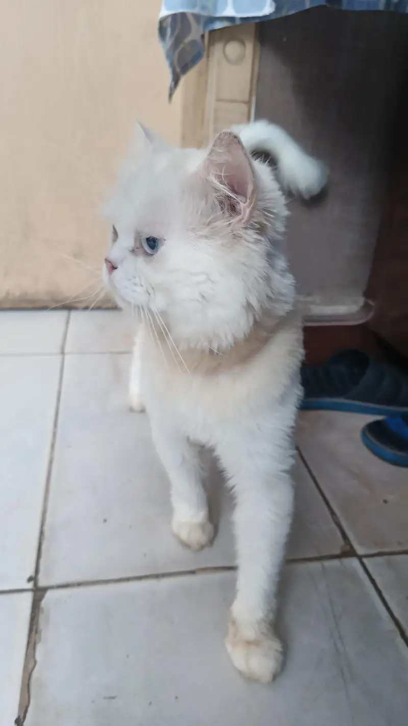 Persian Cat — photo 3