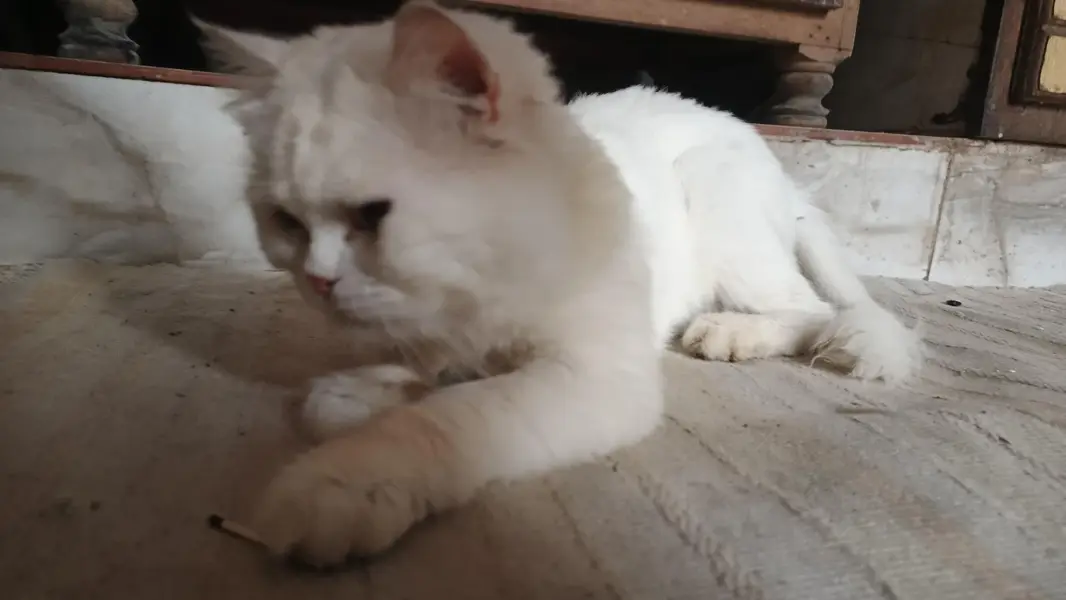 Persian Cat — photo 4