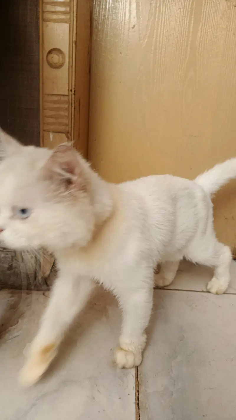 Persian Cat — photo 5