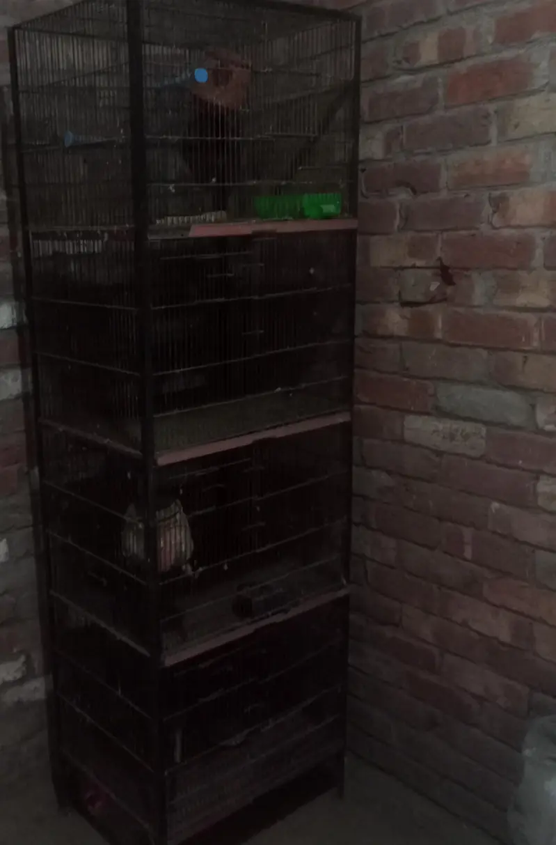 parit cage — photo 2
