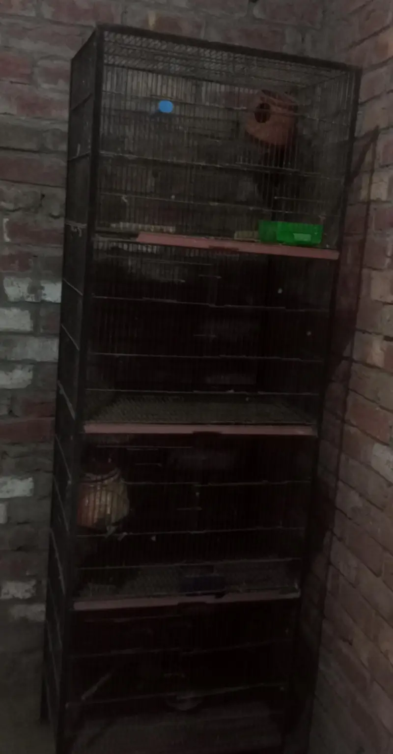 parit cage — photo 3