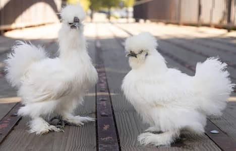 silkie chiks 03232216041