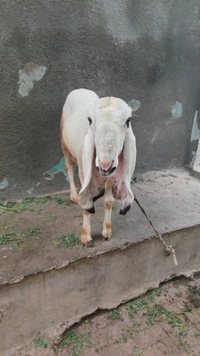 sheep for sale