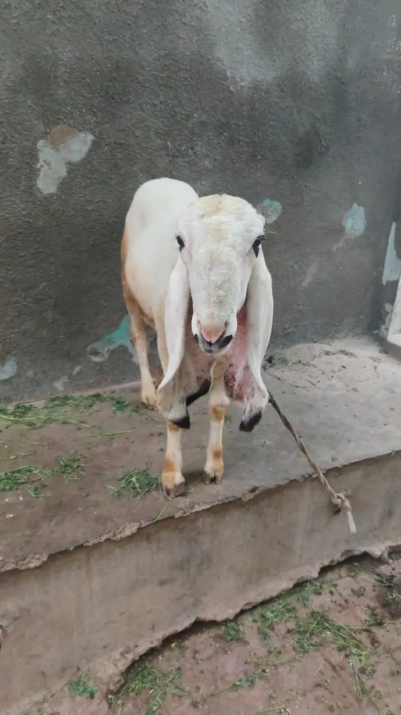 sheep for sale