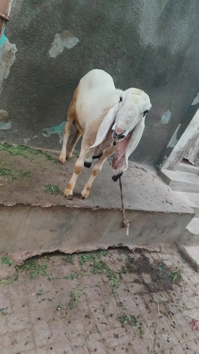 sheep for sale — photo 2