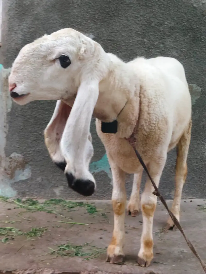 sheep for sale — photo 3