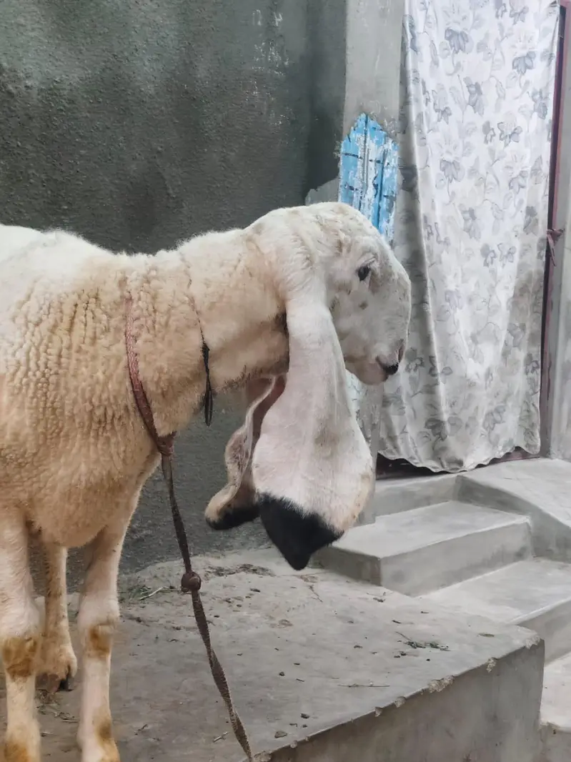 sheep for sale — photo 4
