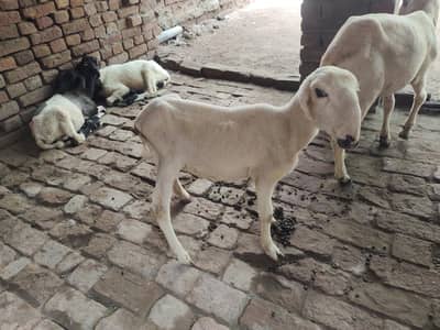 Mundra sheep's (Lala)