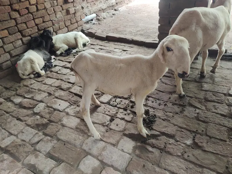 Mundra sheep's (Lala)