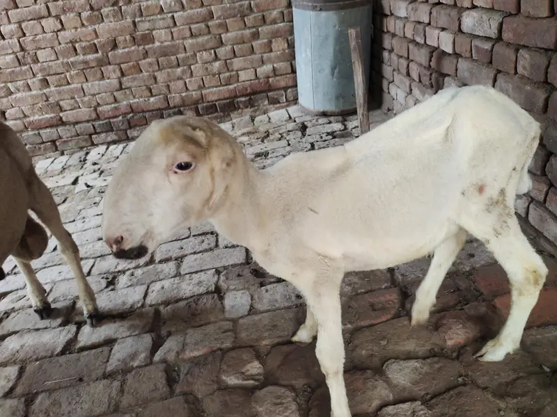 Mundra sheep's (Lala) — photo 2
