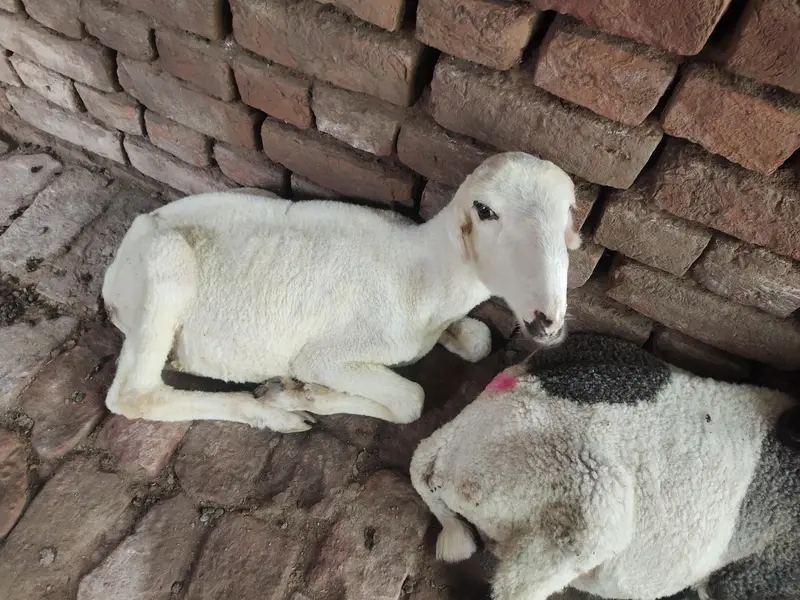 Mundra sheep's (Lala) — photo 3
