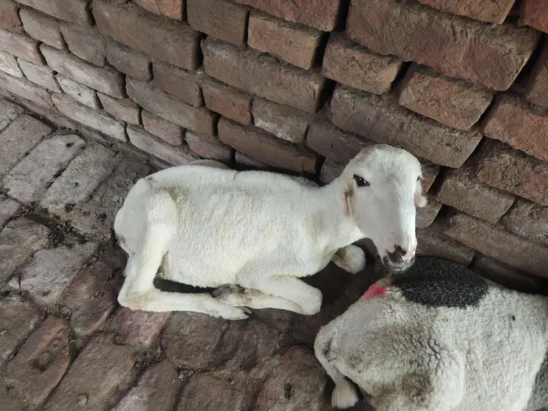 Mundra sheep's (Lala) — photo 4