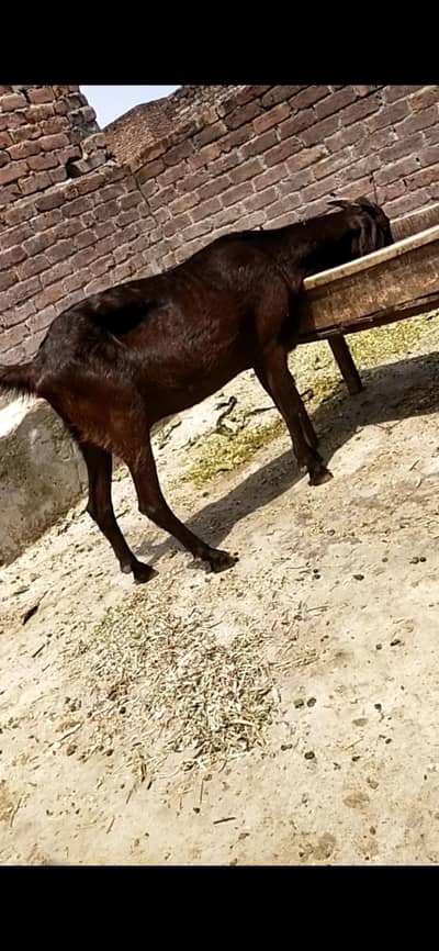 dasi bakri gaban 03098289032