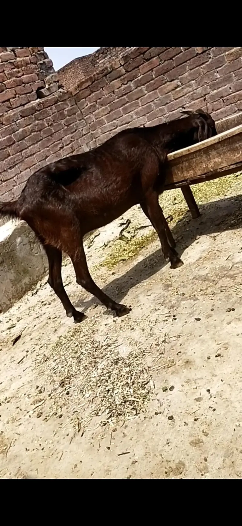 dasi bakri gaban 03098289032
