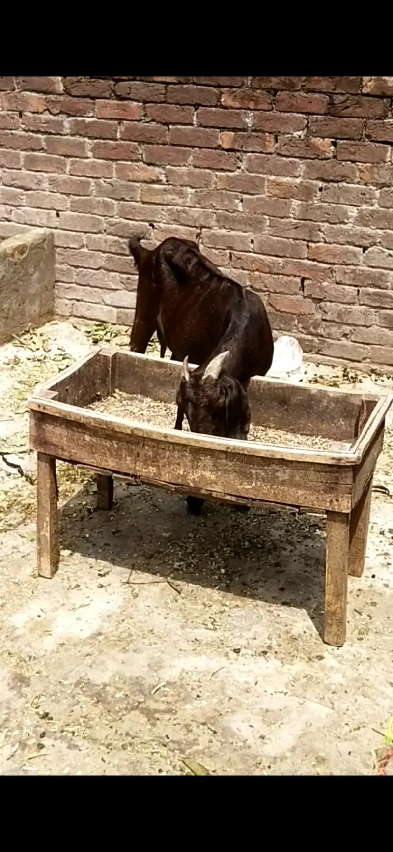 dasi bakri gaban 03098289032 — photo 2