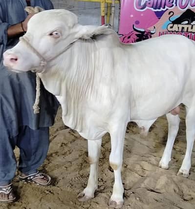 cow for sale