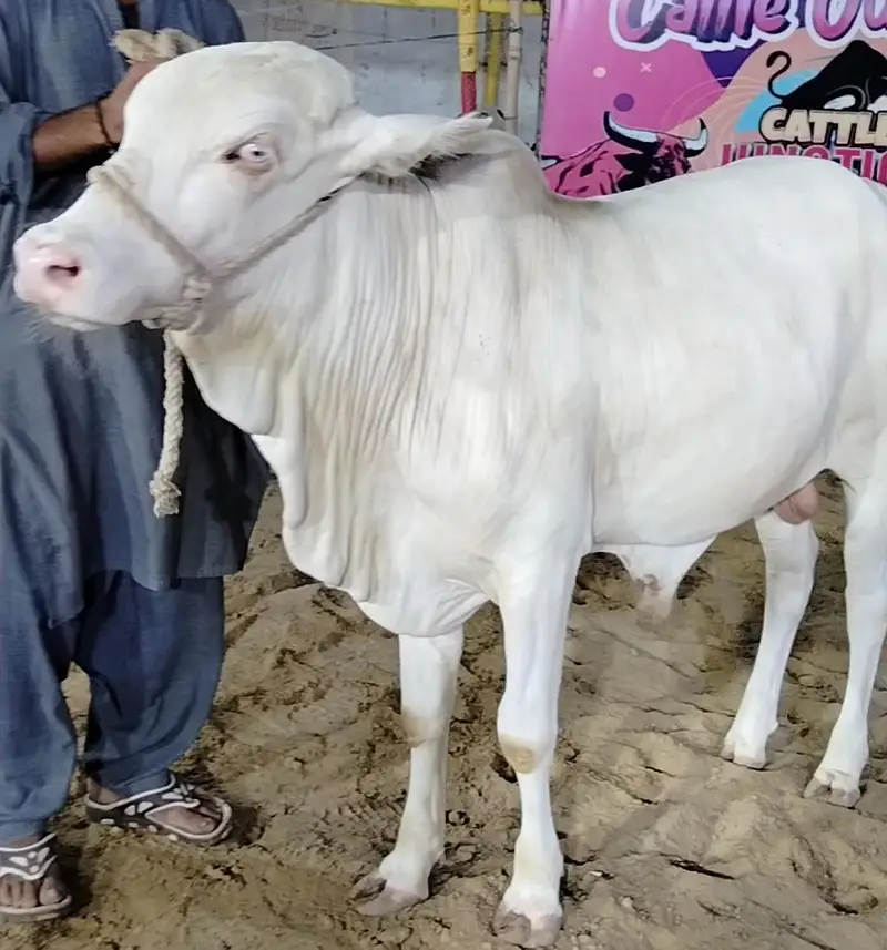 cow for sale