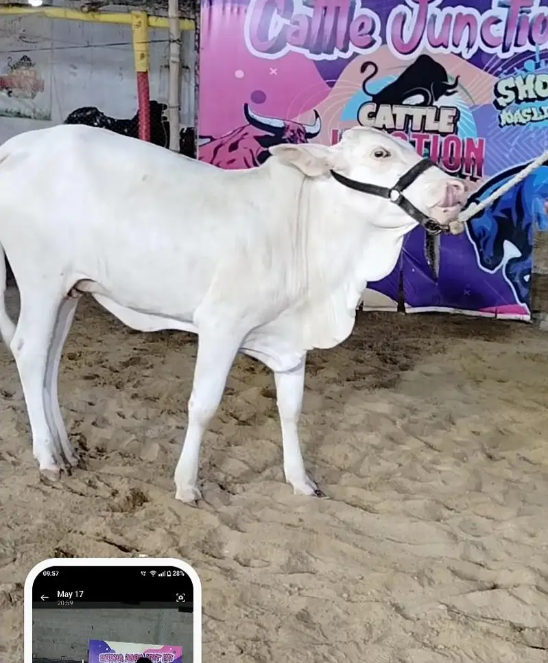 cow for sale — photo 2