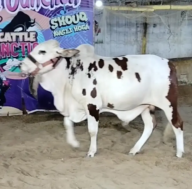cow for sale — photo 3