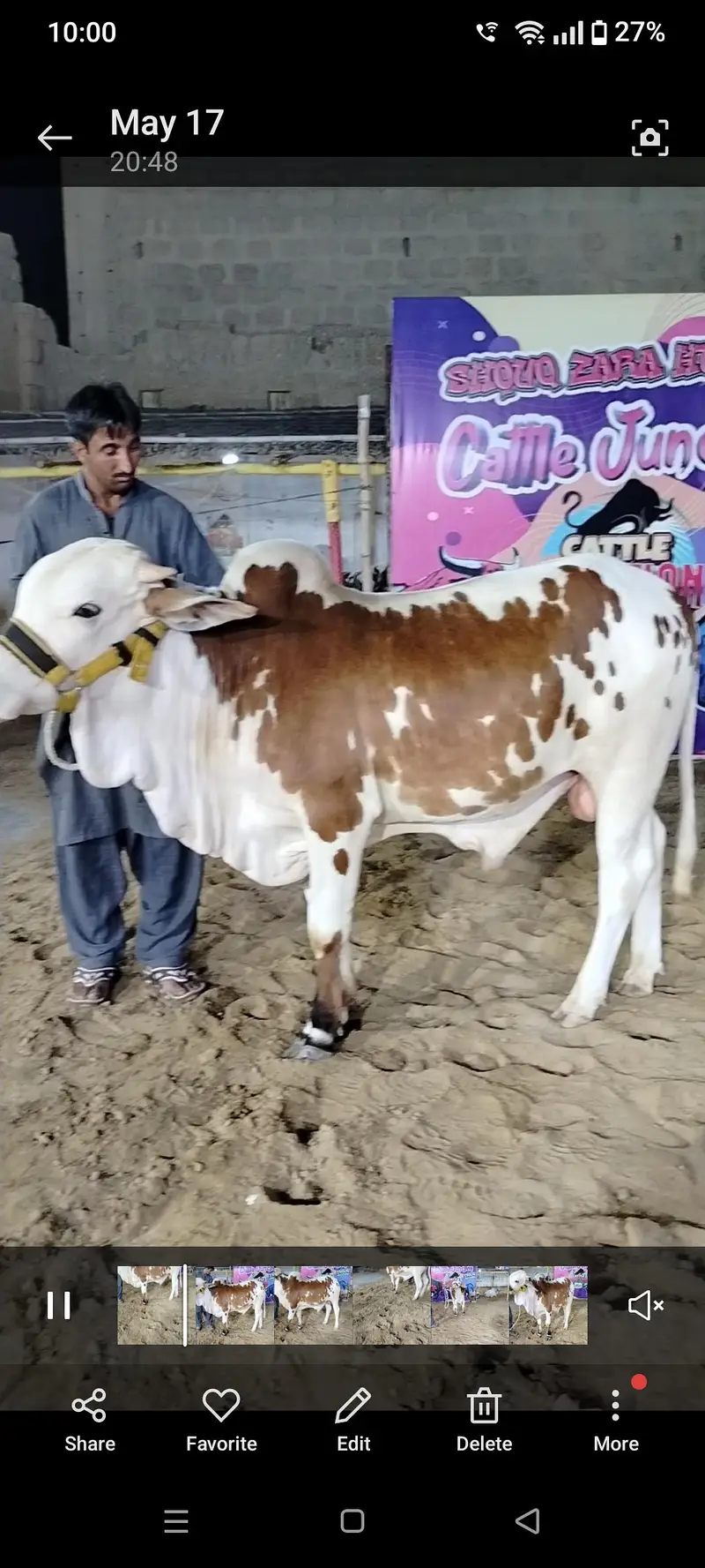 cow for sale — photo 4