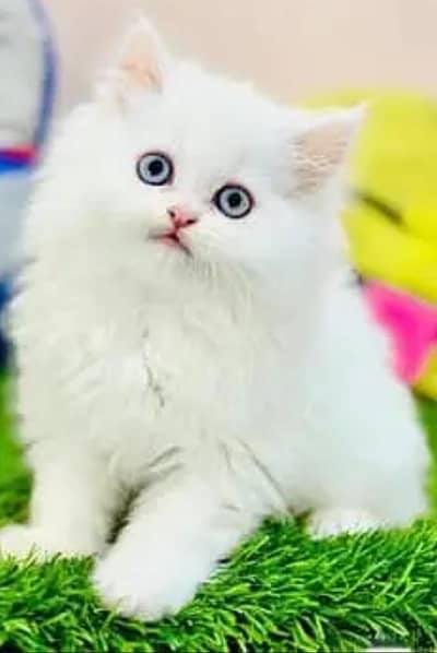 Persian female kitten for sale 03429704//074