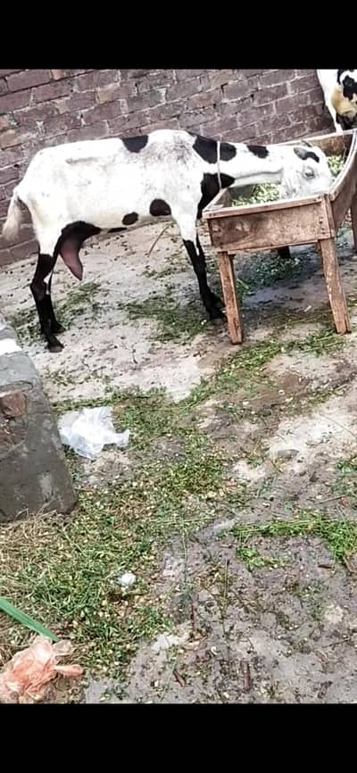 dasi bital Bakti gaban 03098289032