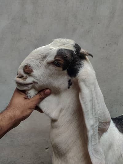 bacha for sale
