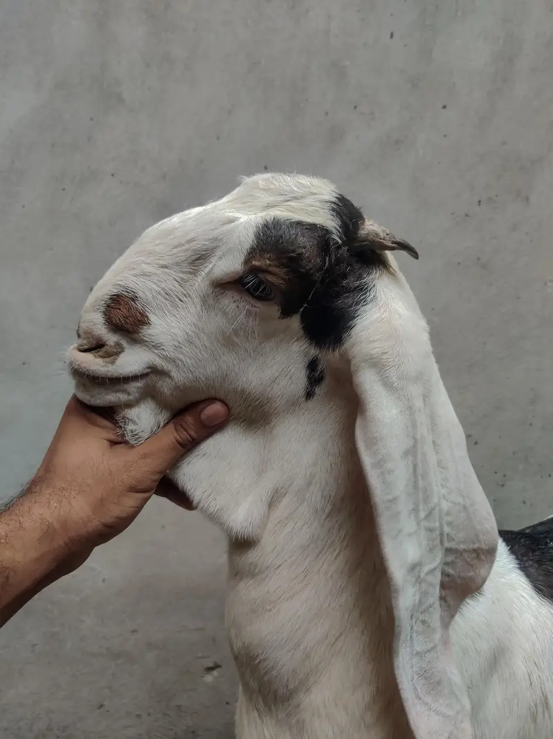 bacha for sale