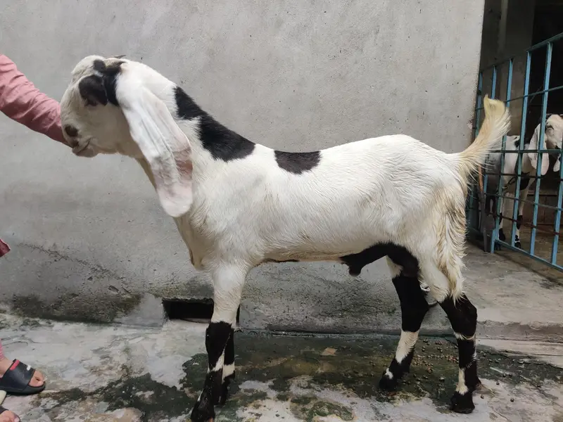 bacha for sale — photo 2