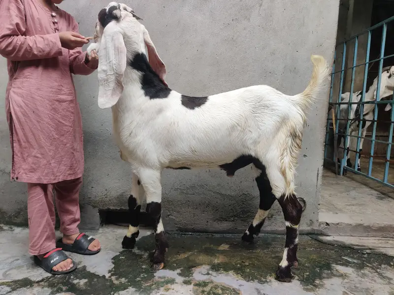 bacha for sale — photo 3