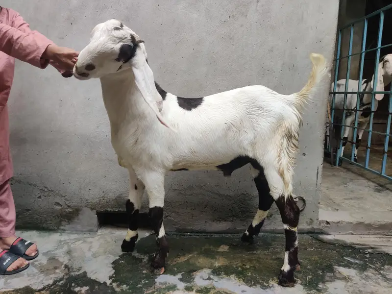 bacha for sale — photo 4