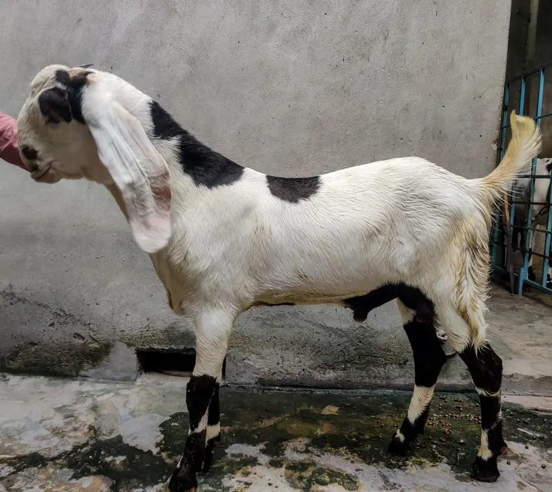 bacha for sale — photo 5