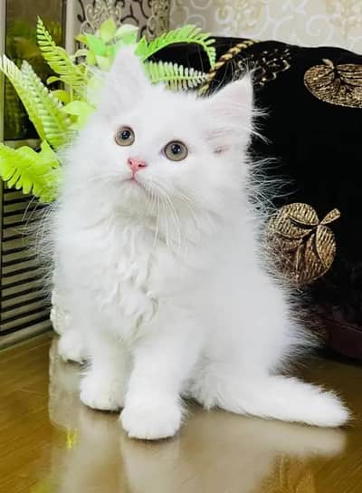 Persian female kitten for sale 03429704//074