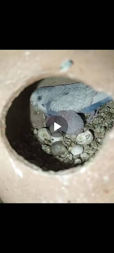 Budgies pair with chicks