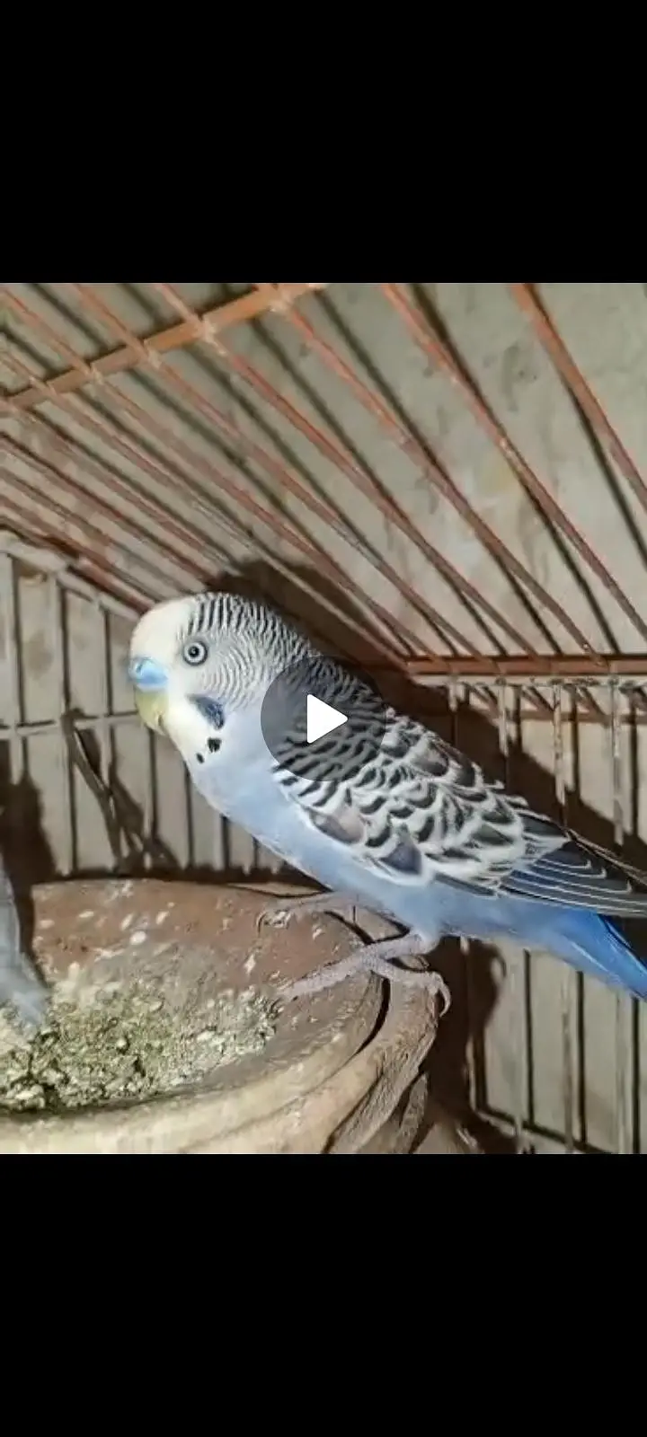Budgies pair with chicks — photo 2